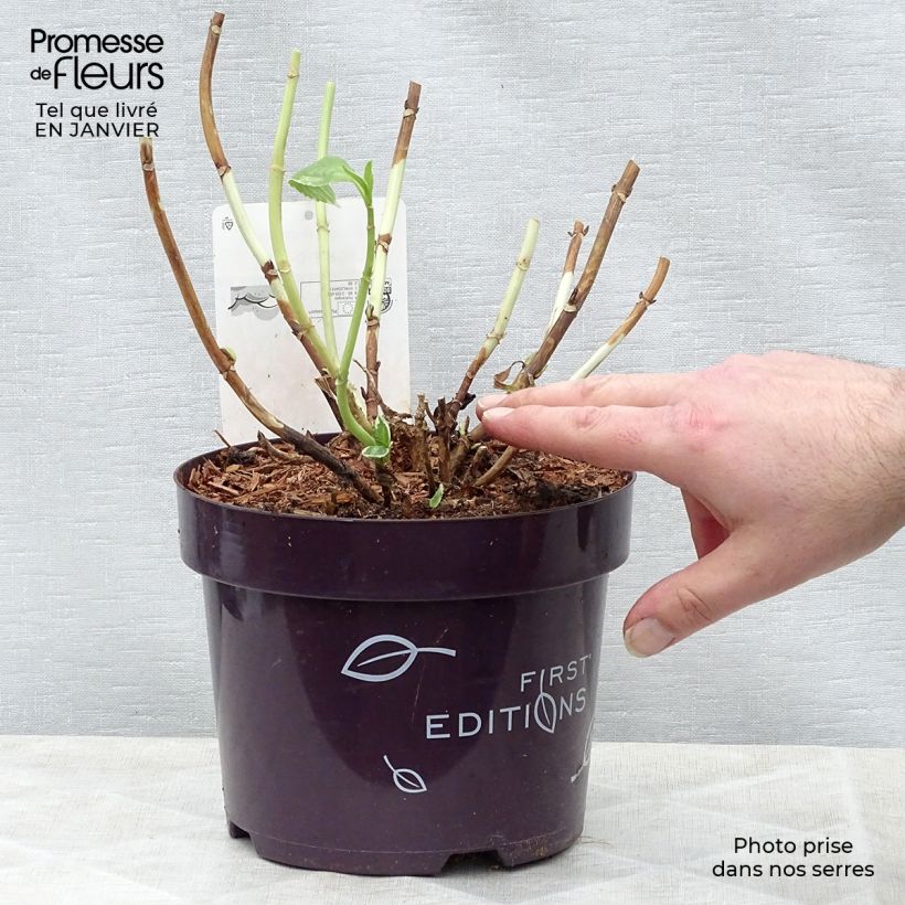 Spécimen de Hortensia - Hydrangea macrophylla Light'o'Day Pot de 3L/4L tel que livré en hiver