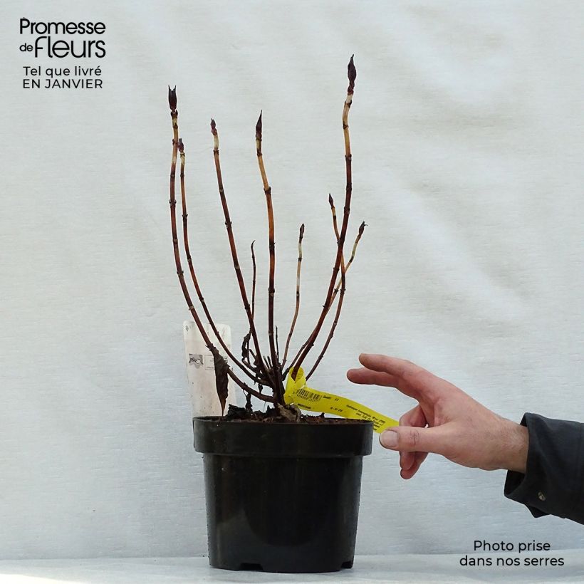 Spécimen de Hortensia - Hydrangea macrophylla Mirai Pot de 3L/4L tel que livré en hiver