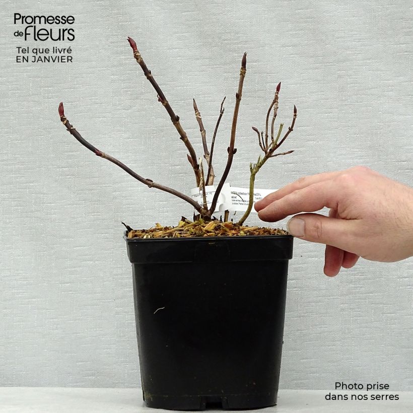 Spécimen de Hortensia - Hydrangea macrophylla Mousseline Pot de 2L/3L tel que livré en hiver
