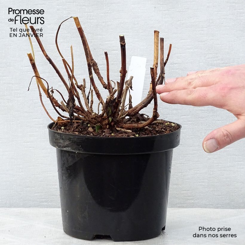 Spécimen de Hortensia - Hydrangea macrophylla Princess Diana Pot de 3L/4L tel que livré en hiver