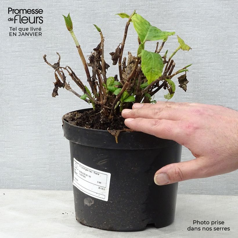 Spécimen de Hortensia - Hydrangea macrophylla Rosita Pot de 2L/3L tel que livré en hiver