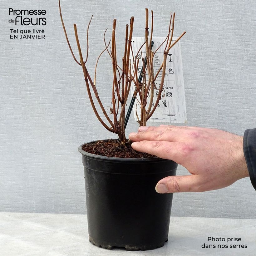 Spécimen de Hortensia - Hydrangea macrophylla Schneeball Pot de 2L/3L tel que livré en hiver