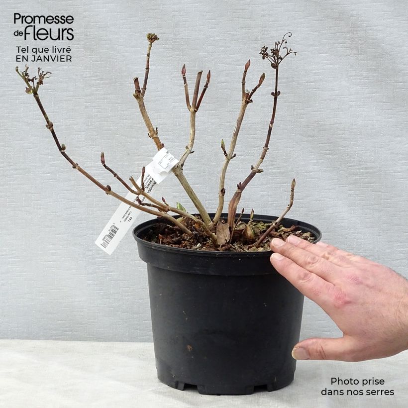 Spécimen de Hortensia - Hydrangea macrophylla Stargazer Pot de 4L/5L tel que livré en hiver