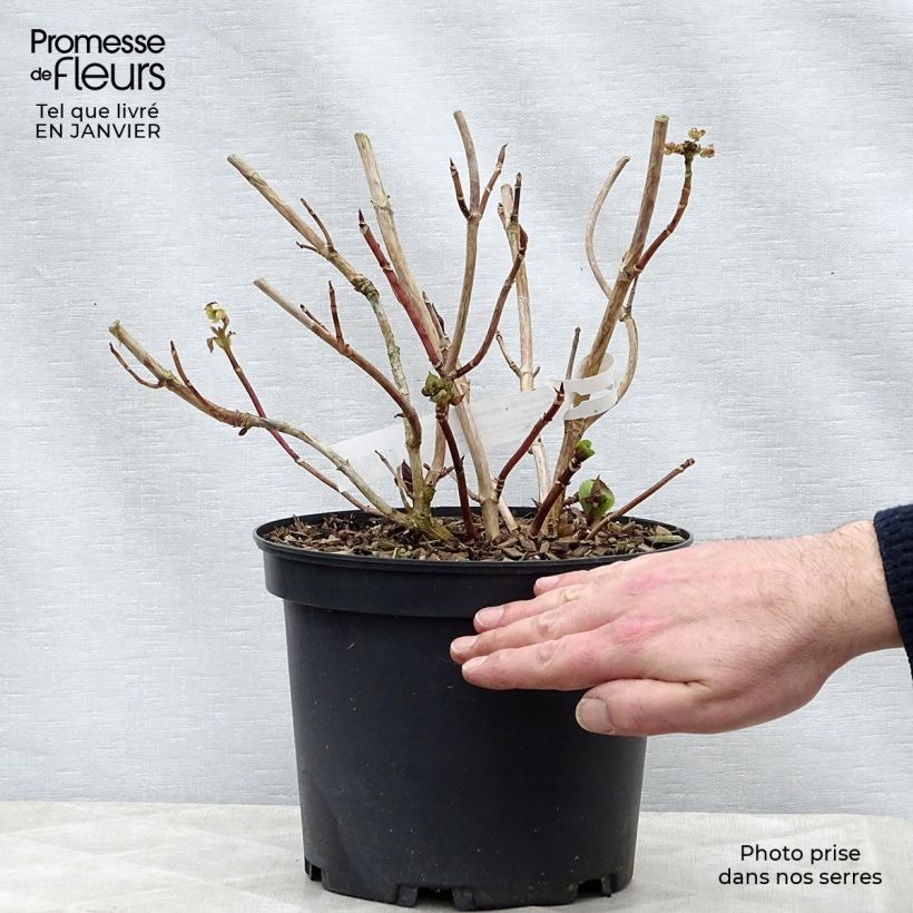 Spécimen de Hortensia - Hydrangea macrophylla Tinkerbell Pot de 1,5L/2L tel que livré en hiver