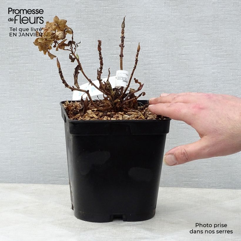 Spécimen de Hortensia - Hydrangea macrophylla Tovelit Pot de 2L/3L tel que livré en hiver