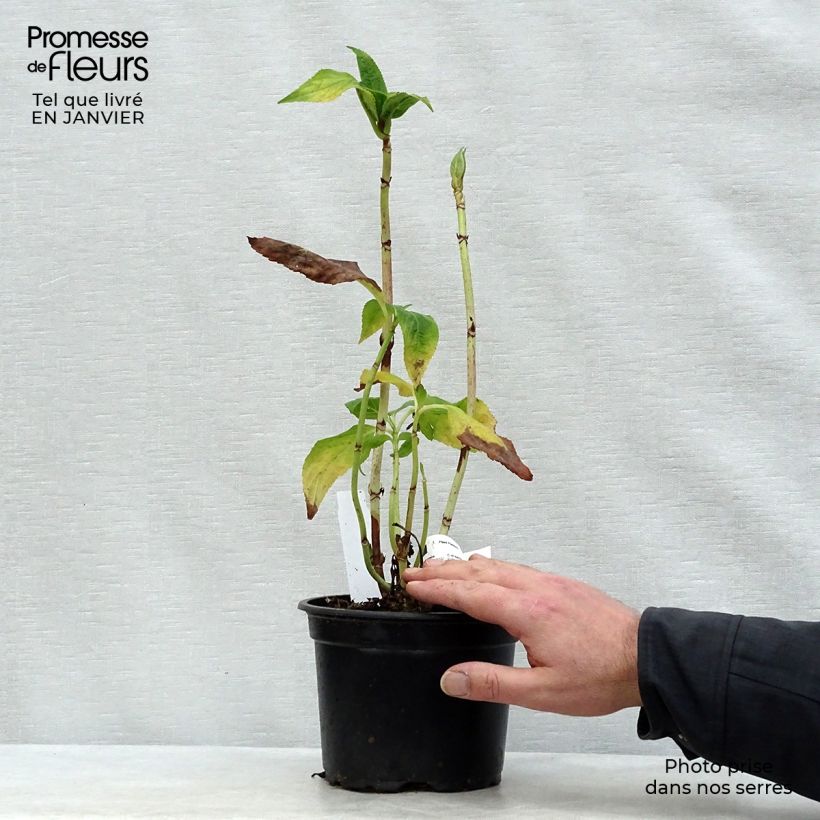 Spécimen de Hortensia - Hydrangea macrophylla Veitchii Pot de 2L/3L tel que livré en hiver