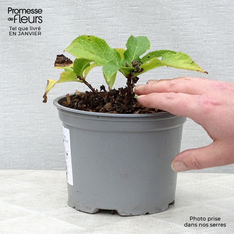 Spécimen de Hortensia - Hydrangea macrophylla Wedding Gown Pot de 1,5L/2L tel que livré en hiver