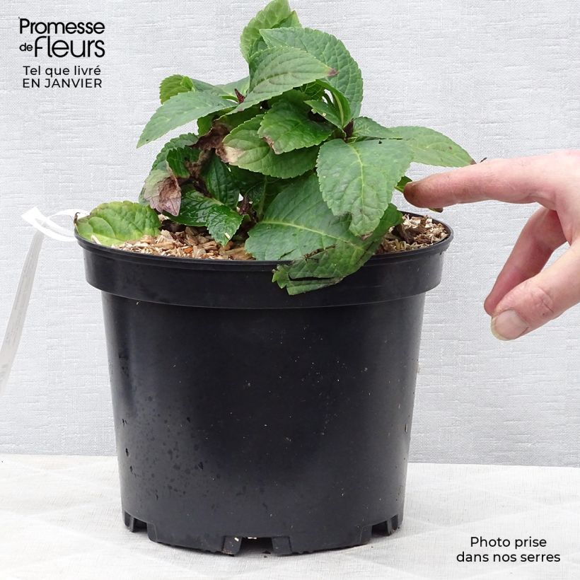 Spécimen de Hortensia - Hydrangea macrophylla Wedding Gown Pot de 4L/5L tel que livré en hiver