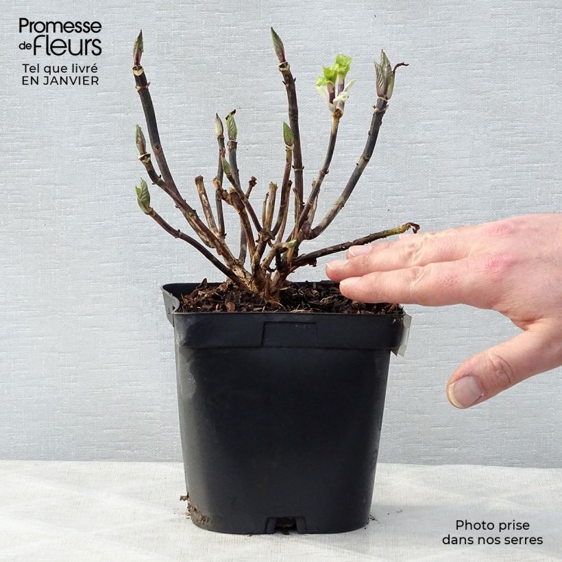 Spécimen de Hortensia - Hydrangea macrophylla Zorro Pot de 2L/3L tel que livré en hiver