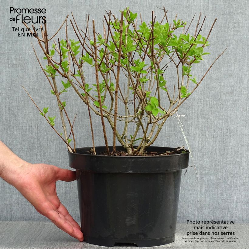 Spécimen de Hydrangea paniculata Bobo - Hortensia paniculé nain Pot de 6L/7L tel que livré au printemps