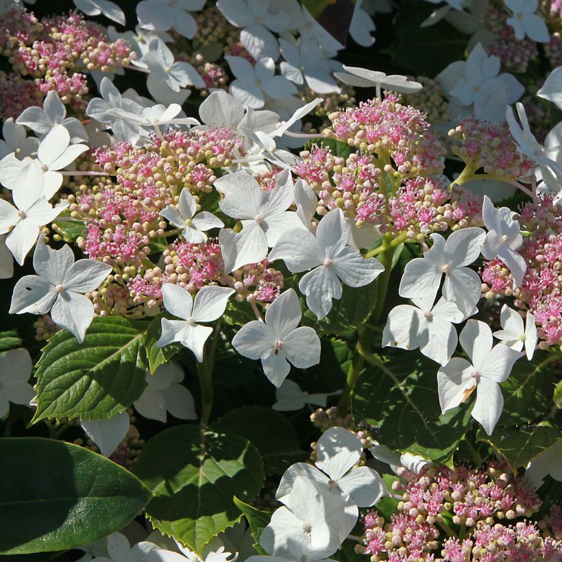 Hydrangea paniculata Confetti - Hortensia paniculé (Floraison)