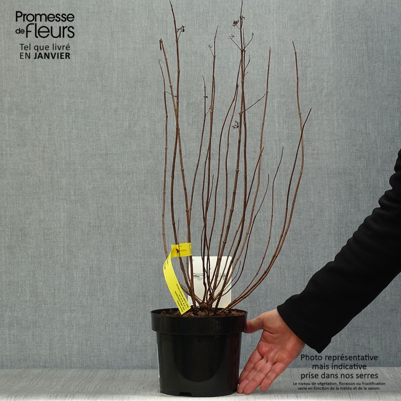 Spécimen de Hydrangea paniculata Confetti - Hortensia paniculé Pot de 2L/3L tel que livré en hiver