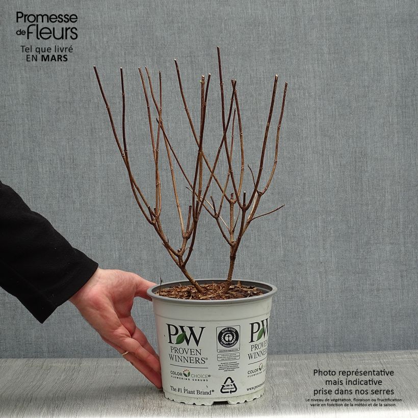 Spécimen de Hydrangea paniculata Confetti - Hortensia paniculé Pot de 2L/3L tel que livré au printemps