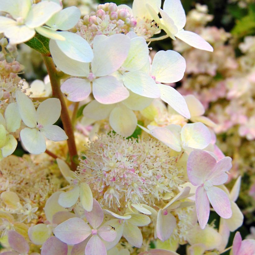 Hydrangea paniculata Confetti - Hortensia paniculé (Floraison)