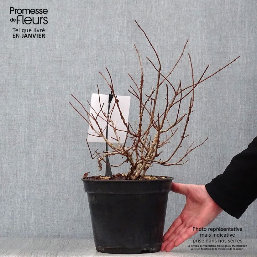 Spécimen de Hydrangea paniculata Dentelle de Gorron - Hortensia paniculé Pot de 3L/4L tel que livré en hiver