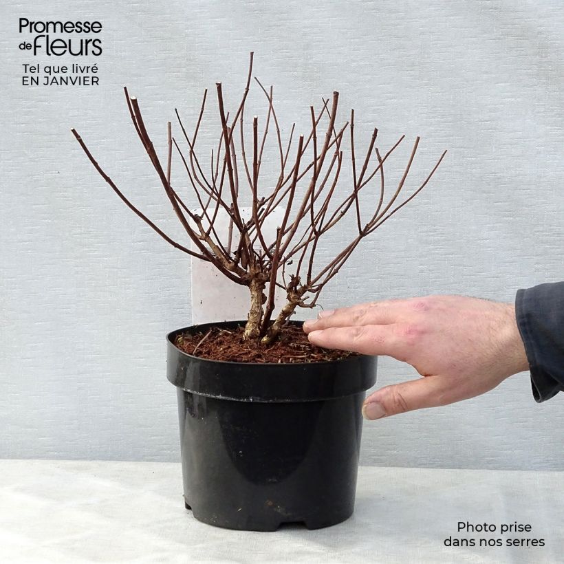 Spécimen de Hydrangea paniculata Diamant Rouge - Hortensia paniculé Pot de 2L/3L, 3/4 branches tel que livré en hiver