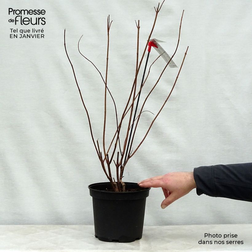 Spécimen de Hydrangea paniculata Diamantino - Hortensia paniculé Pot de 3L/4L tel que livré en hiver