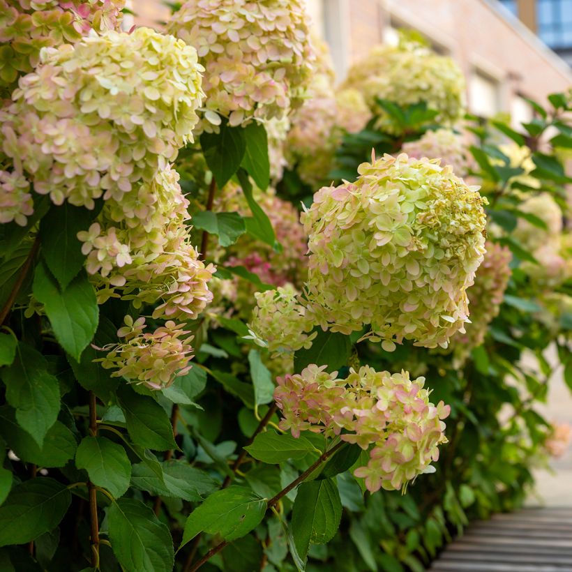Hydrangea paniculata Graffiti - Hortensia paniculé (Port)