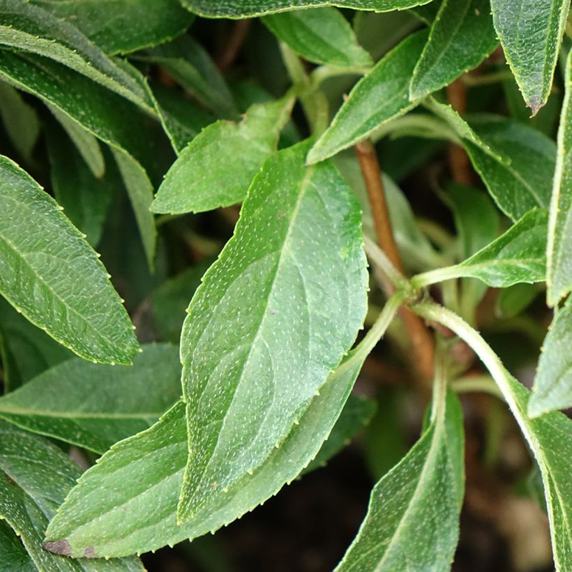 Hydrangea paniculata Groundbreaker Blush - Hortensia paniculé nain (Feuillage)