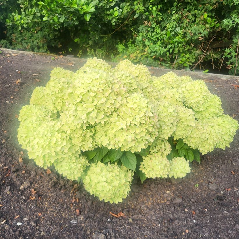 Hydrangea paniculata Groundbreaker Greeny - Hortensia paniculé nain (Port)