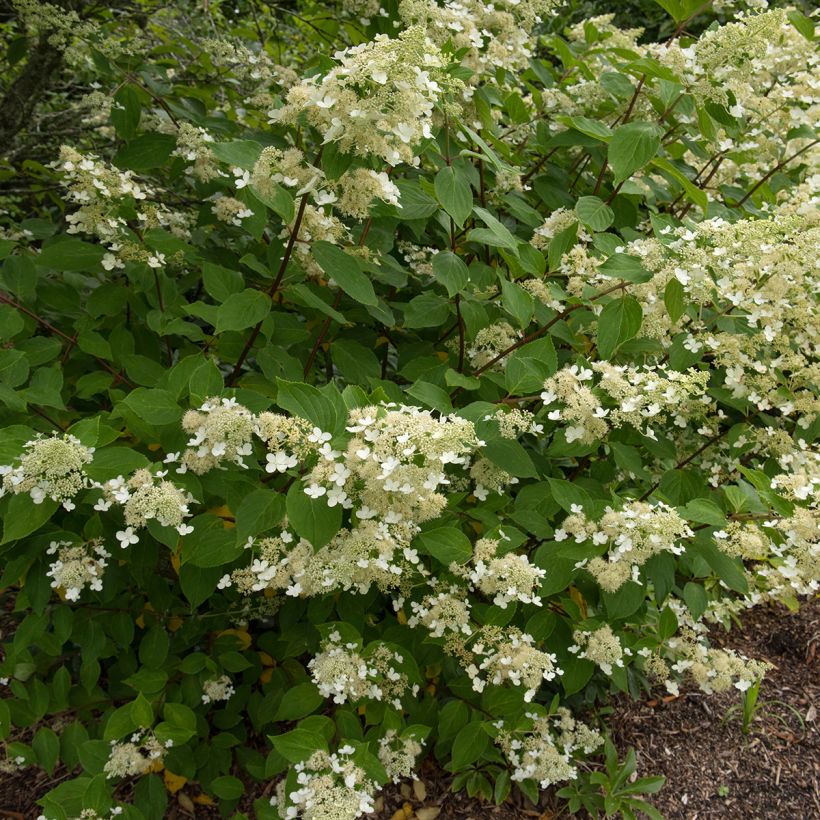 Hydrangea paniculata Kyushu - Hortensia paniculé (Port)