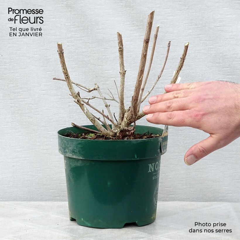Spécimen de Hydrangea paniculata Levana - Hortensia paniculé Pot de 3L/4L tel que livré en hiver