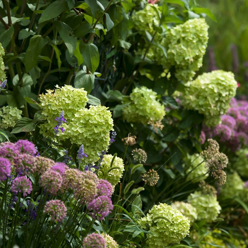 Hydrangea paniculata Little Lime - Hortensia paniculé (Port)