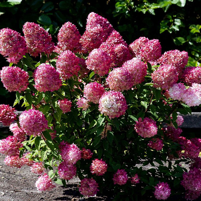 Hydrangea paniculata Living Pink & Rose  - Hortensia paniculé (Port)