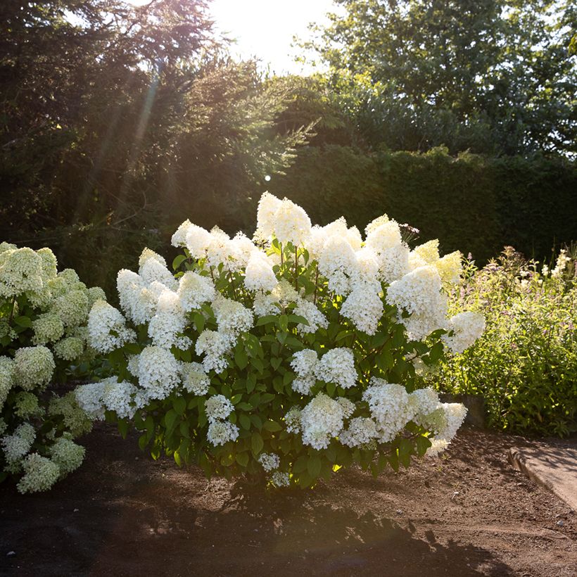 Hydrangea paniculata Living Sugar Rush - Hortensia paniculé (Port)