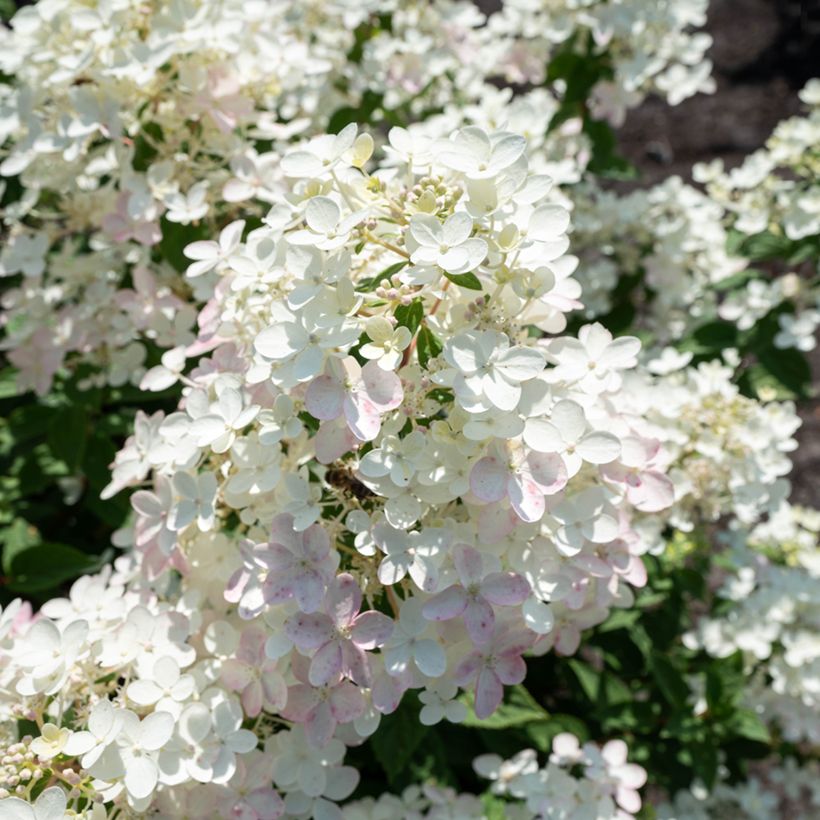 Hydrangea paniculata Living Touch of Pink - Hortensia paniculé (Floraison)