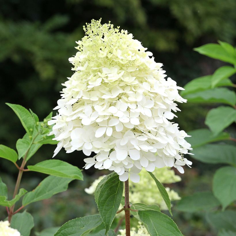 Hydrangea paniculata Phantom - Hortensia paniculé (Floraison)