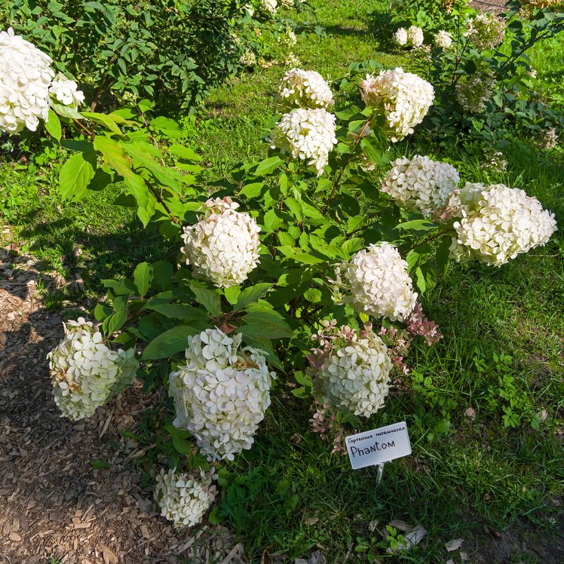 Hydrangea paniculata Phantom - Hortensia paniculé (Port)
