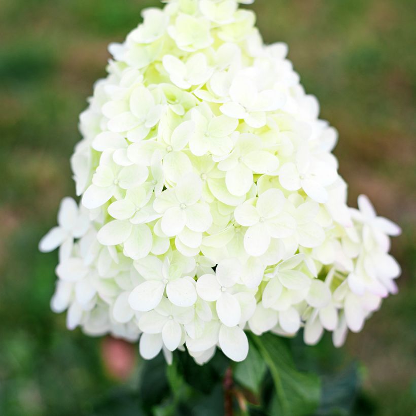 Hydrangea paniculata Pinkachu - Hortensia paniculé (Floraison)