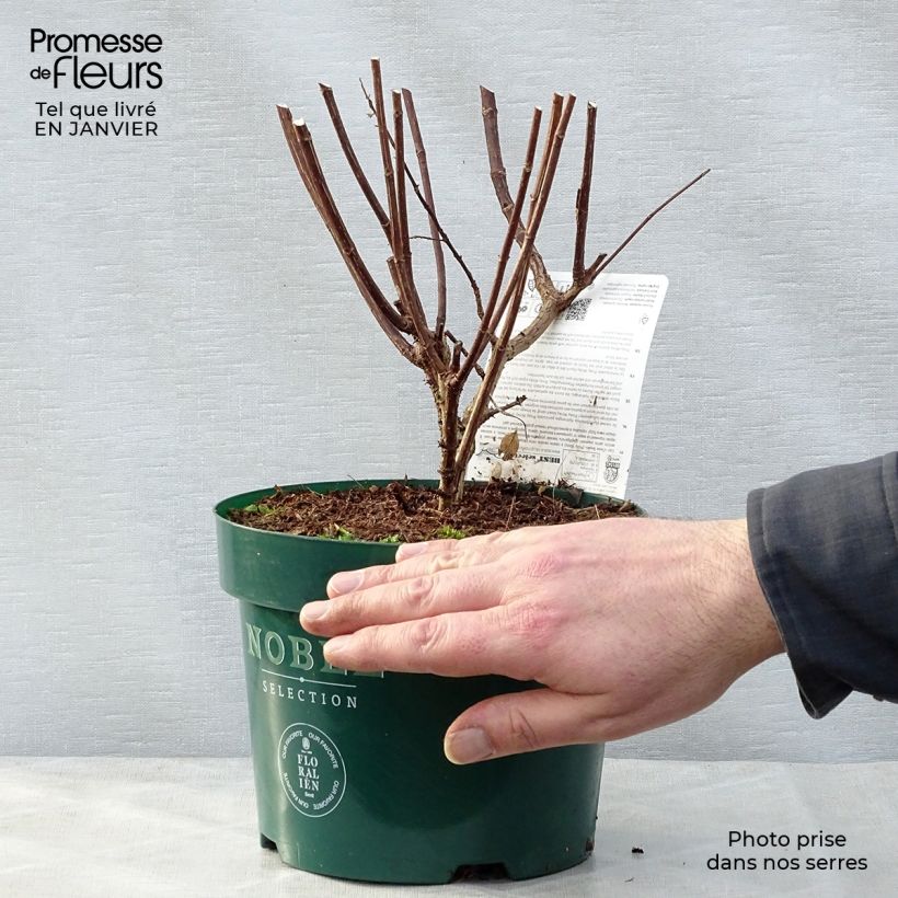 Spécimen de Hydrangea paniculata Pinky Winky - Hortensia paniculé Pot de 3L/4L tel que livré en hiver