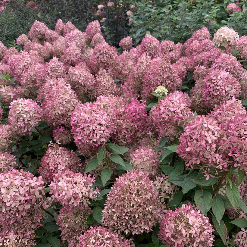 Hydrangea paniculata Pixio - Hortensia paniculé nain (Floraison)