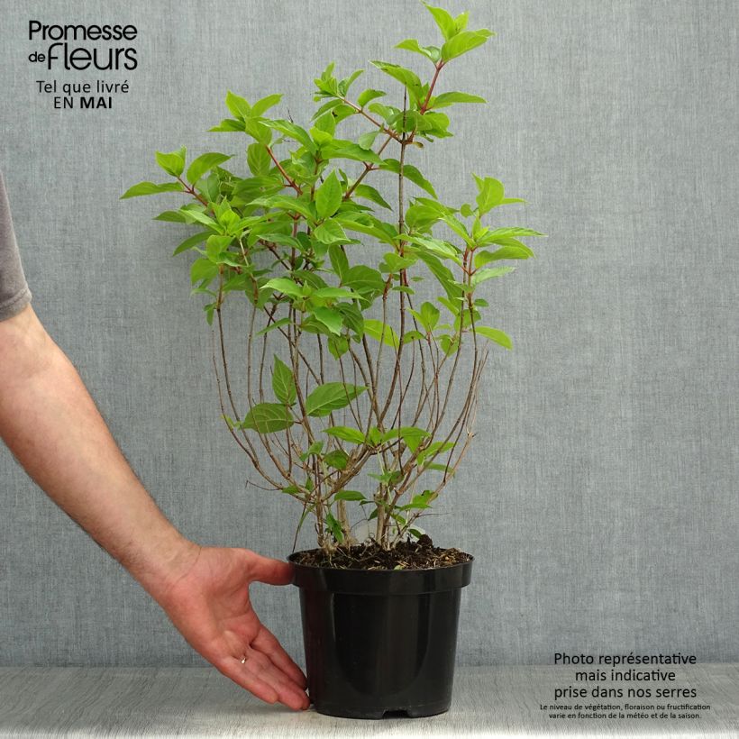 Spécimen de Hydrangea paniculata Polar Bear - Hortensia paniculé Pot de 2L/3L tel que livré au printemps