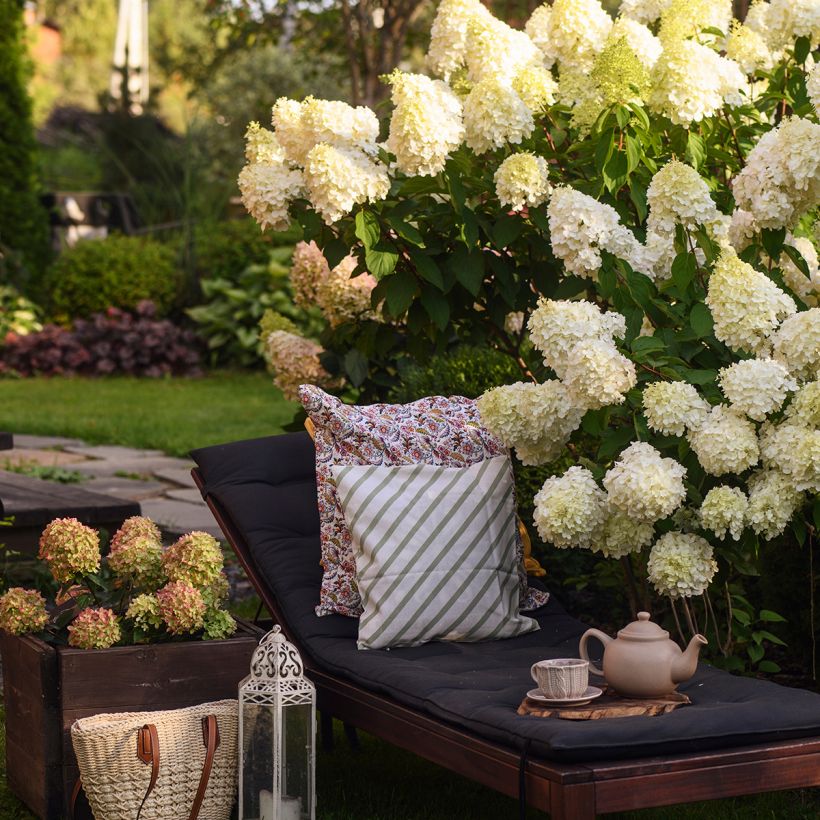 Hydrangea paniculata Polar Bear - Hortensia paniculé (Port)