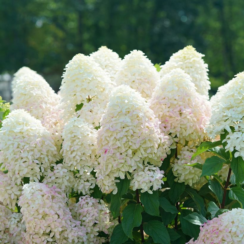 Hydrangea paniculata Quick Fire Fab - Hortensia paniculé (Floraison)