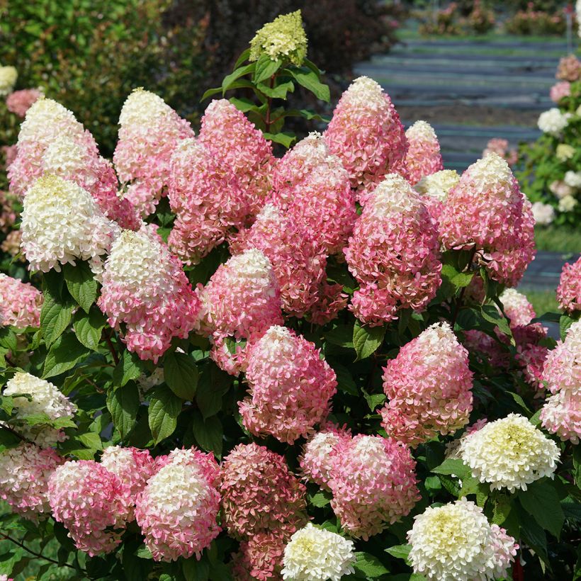 Hydrangea paniculata Quick Fire Fab - Hortensia paniculé (Port)