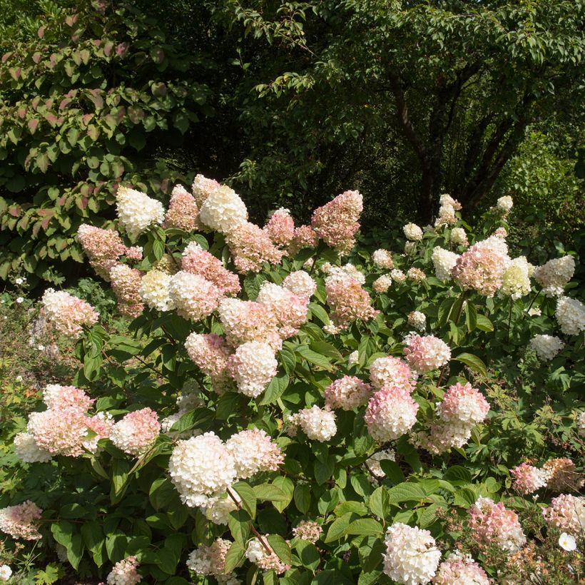 Hydrangea paniculata Silver Dollar - Hortensia paniculé (Port)