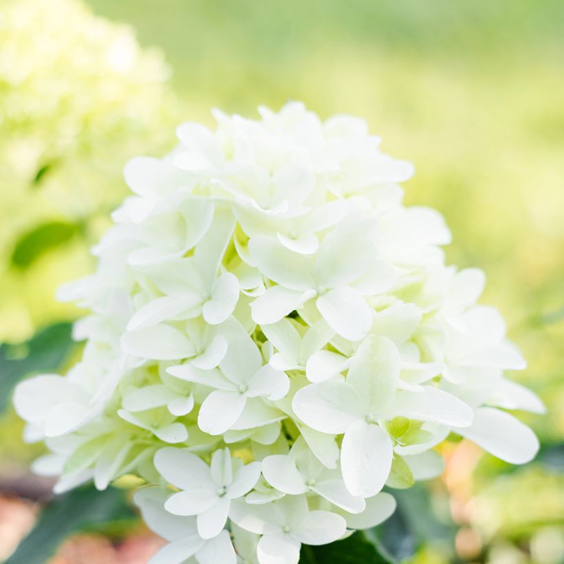 Hydrangea paniculata Skyfall - Hortensia paniculé (Floraison)