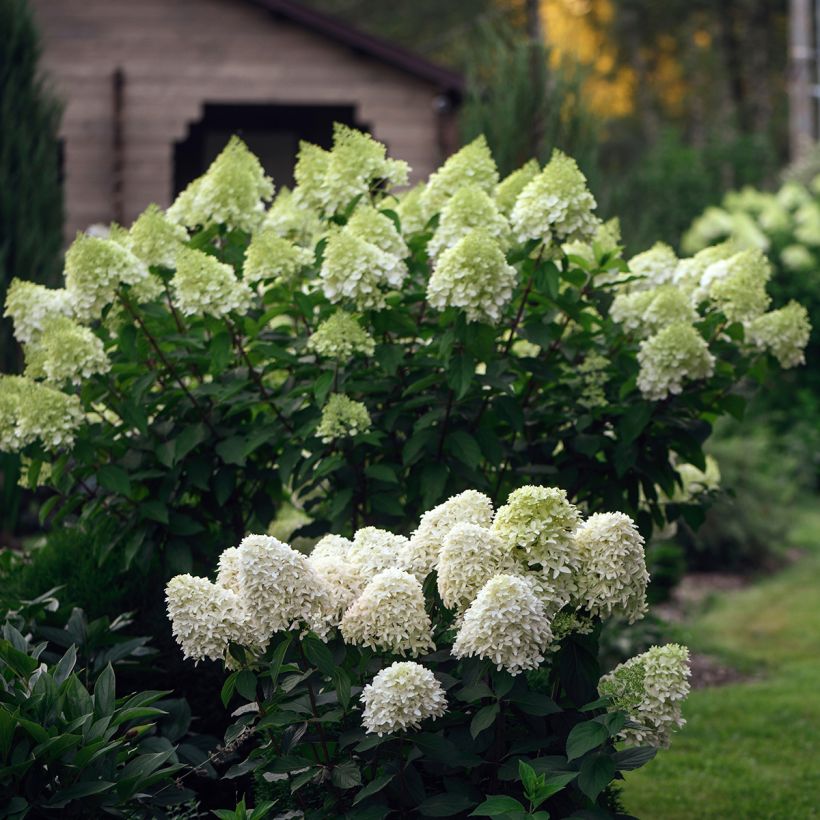 Hydrangea paniculata Skyfall - Hortensia paniculé (Port)