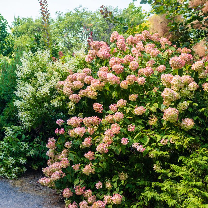 Hydrangea paniculata Sundae Fraise - Hortensia paniculé rose (Port)