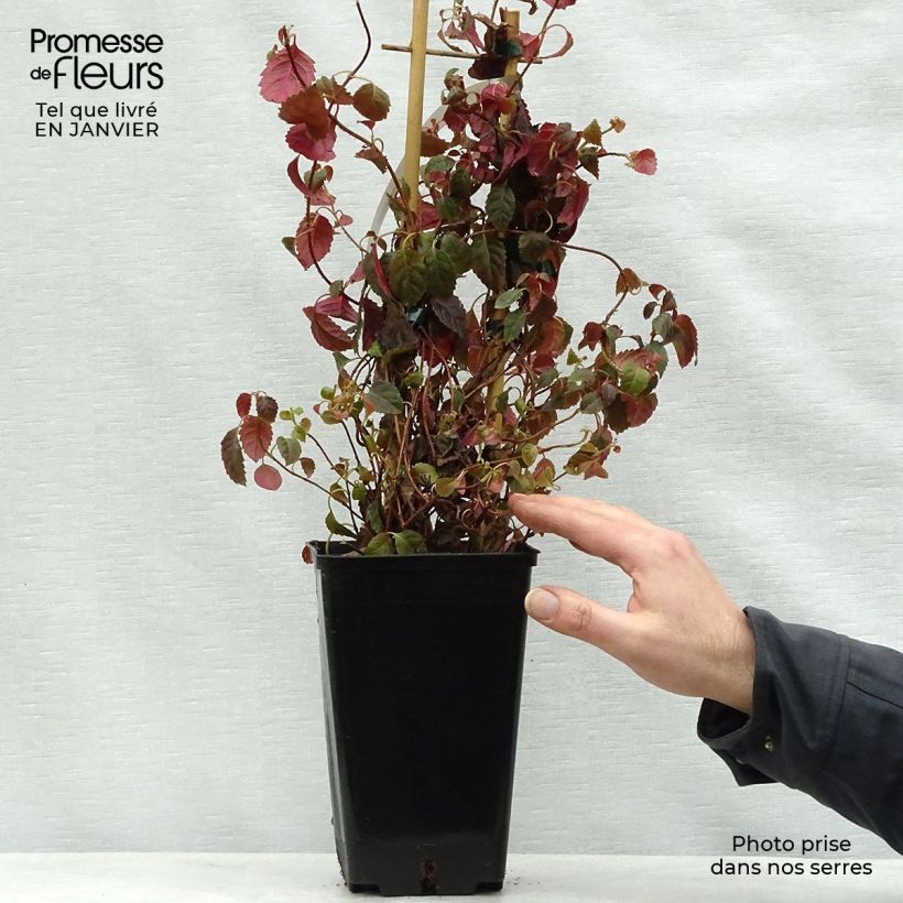 Spécimen de Hortensia grimpant - Hydrangea petiolaris Winter Surprise Pot de 2L/3L tel que livré en hiver