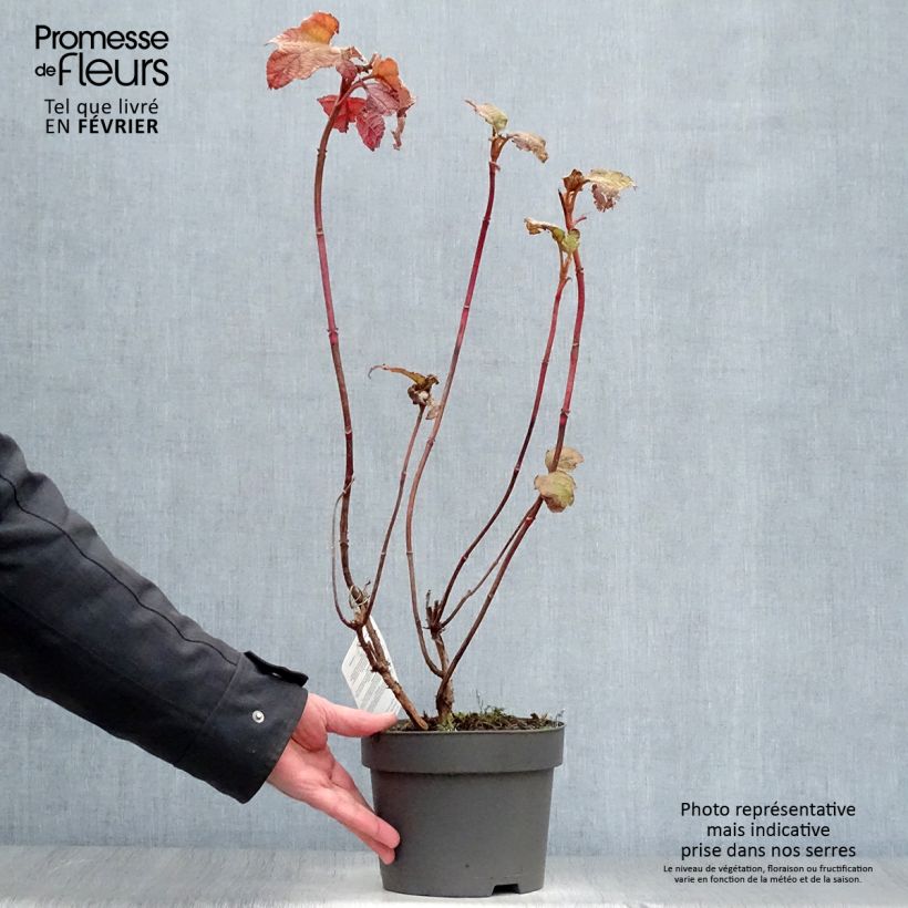 Spécimen de Hydrangea quercifolia Alice - Hortensia à feuilles de chêne Pot de 2L/3L tel que livré en hiver