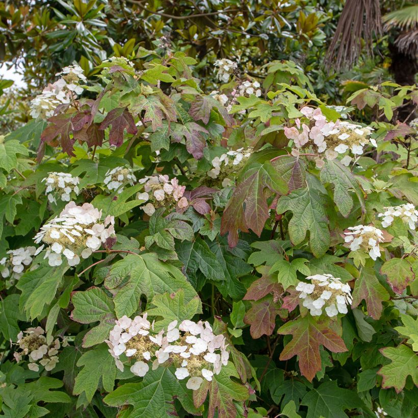 Hydrangea quercifolia Alice - Hortensia à feuilles de chêne (Port)