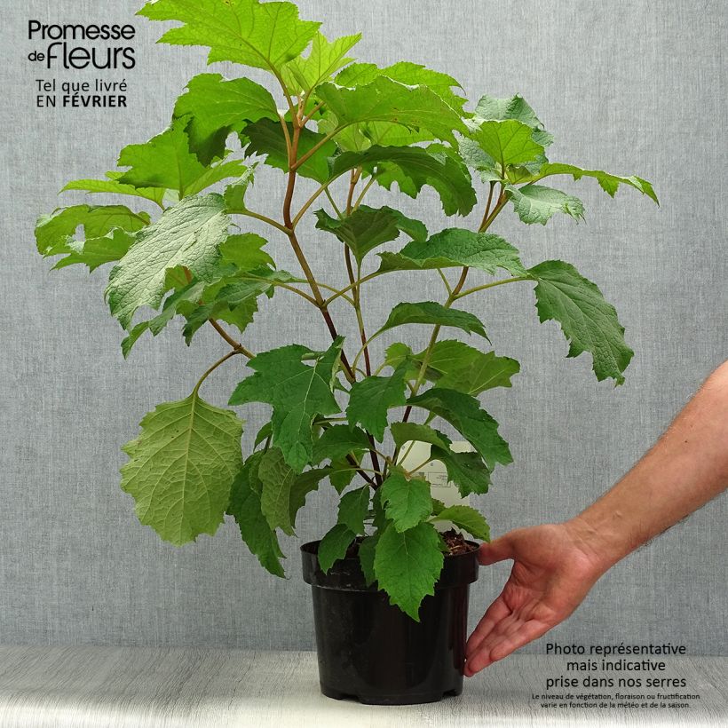 Spécimen de Hydrangea quercifolia Burgundy - Hortensia à feuilles de chêne Pot de 2L/3L tel que livré en automne