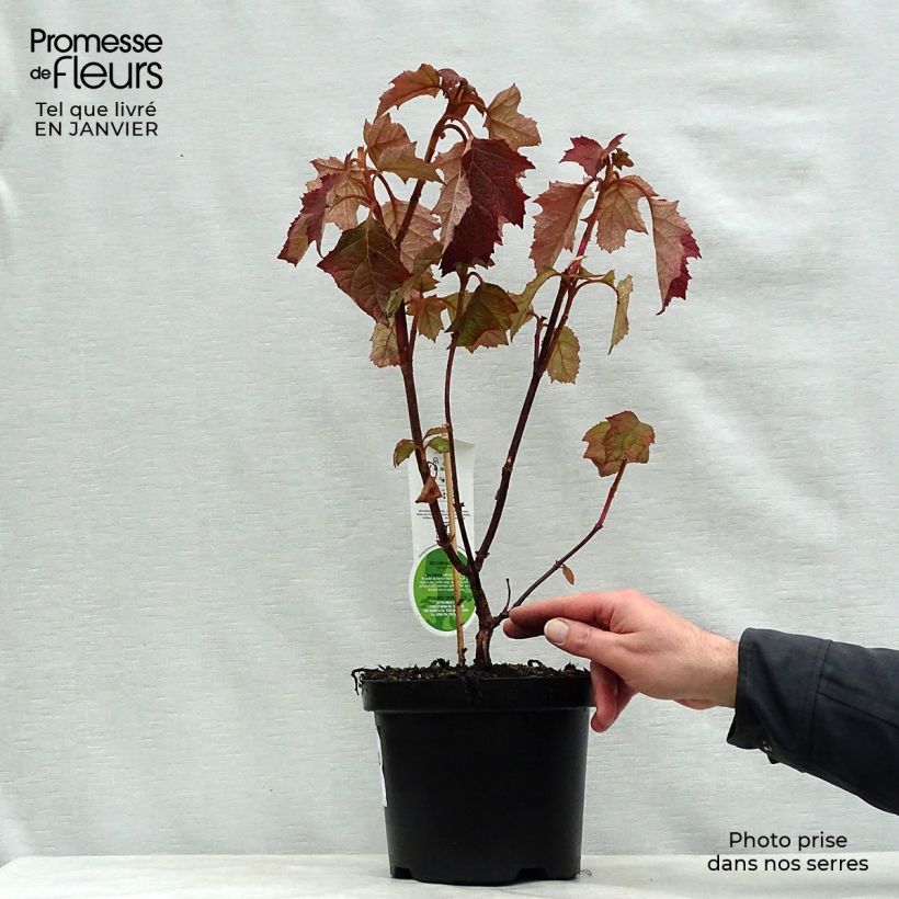 Spécimen de Hydrangea quercifolia Harmony - Hortensia à feuilles de chêne Pot de 2L/3L tel que livré en hiver