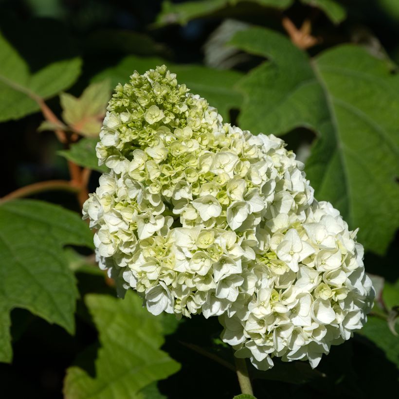 Hydrangea quercifolia Harmony - Hortensia à feuilles de chêne (Floraison)