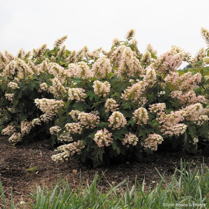 Hydrangea quercifolia Little Yeti - Hortensia à feuilles de chêne (Port)